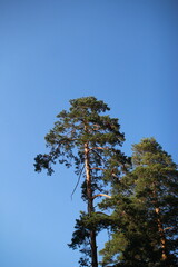 the top of a pine tree against the sky