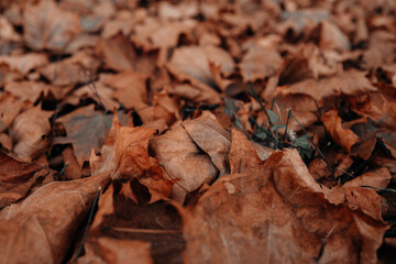 Autumn orange brown dry fallen leaves in the park, seasonal poster
