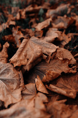 Autumn orange brown dry fallen leaves in the park, seasonal poster