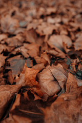 Autumn orange brown dry fallen leaves in the park, seasonal poster