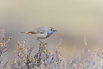 A male bluethroat (Luscinia svecica) perched in shrubs in the Altai mountains.