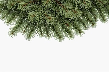 Obraz premium there is a pine tree branch with a white background 
