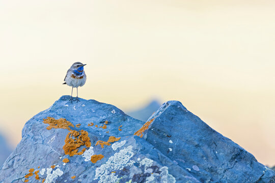 A male bluethroat (Luscinia svecica) perched on a rock in the Altai mountains.