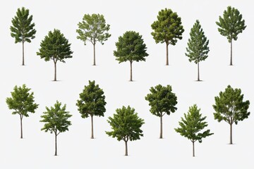Obraz premium a close up of a bunch of trees on a white surface 