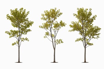 Obraz premium three different views of a tree with green leaves on a white background 
