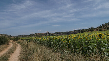 Fototapeta premium Campos de Girasoles en Castilla y Leon 