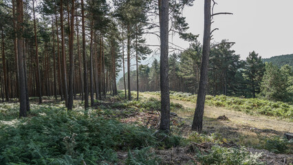 Corta fuegos de los bosques de pinos de Castilla Y Leon para prevención de la propagación de los...