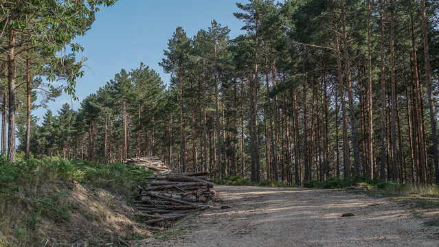 Corta fuegos de los bosques de pinos de Castilla Y Leon para prevenci&oacute;n de la propagaci&oacute;n de los incendios