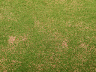 Background of a green grass. Green grass texture. Natural and fresh green grass full frame. Dry grass.