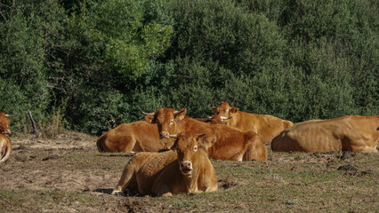 Vacas Pardas tumbadas a medio día por el calor ,  normalmente las cruzan con toro charolés (el...