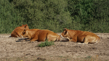 Fototapeta premium Vacas Pardas tumbadas a medio día por el calor , normalmente las cruzan con toro charolés (el blanco), por eso algunas becerros son café con leche cuando predomina el gen del padre.