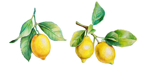Lemon , lemon branch, set of lemons on a transparent background , citron, watercolor illustration, lime , fruit, lemons and leaves, citrus, watercolor  pencils 
