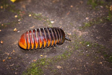 Pill Millipede Crawling