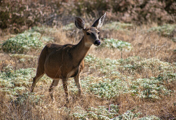 A Mule Deer Fawn in a California Grassland