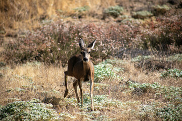 A Mule Deer Fawn in a California Grassland