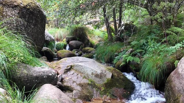 Agua corriendo en cascada entre las piedras en la corriente de un rio o arroyo en un paisaje de monta&ntilde;a y campo en un remanso de agua con arboles frondosos y verdes 