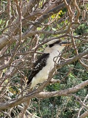 Kookaburra