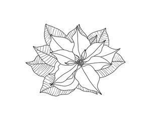 Poinsettia isolated flower Christmas star sketch illustration outline drawing doodle hand drawn. Black and white drawing on white background