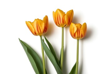 Naklejka premium there are three orange tulips that are on a white surface 