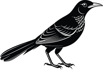 grackle silhouette vector illustration