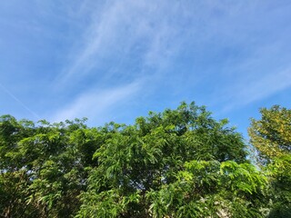 Blue Sky Trees
