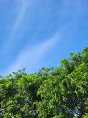 Blue Sky Trees