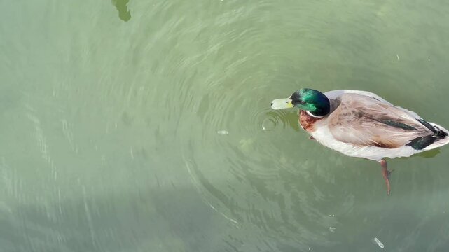 Background. Close-up of a duck. The drake grabs food in the water and sees a fragment of the female duck accompanying him.
