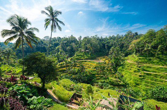tegalalang reisterrassen in bali