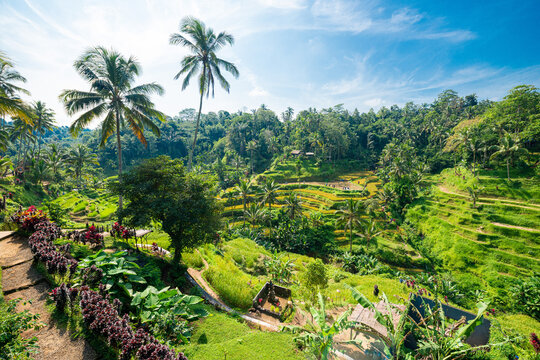 tegalalang reisterrassen in bali