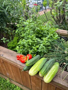 vegetables in the garden
