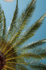 palm tree leaves