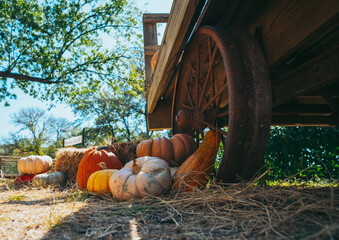  "A Day of Harvest Fun at the Farm" 