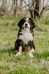 st bernard puppy bernese mountain dog little