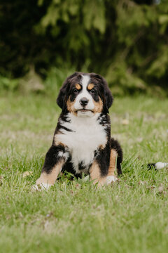st bernard puppy bernese mountain dog little