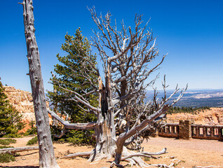 Dead pine tree at Bryce Canyon.