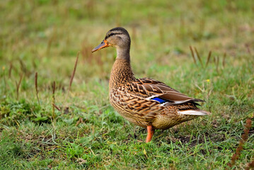 A female mallard, Anas platyrhynchos, seen from the side in the grass, with her neck stretched up. Photo with shallow focus. 