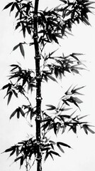 Fototapeta premium Black and White Bamboo Illustration