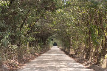 Fototapeta premium Estrada de Terra com Árvores 