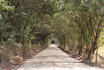 Estrada de Terra com Árvores 