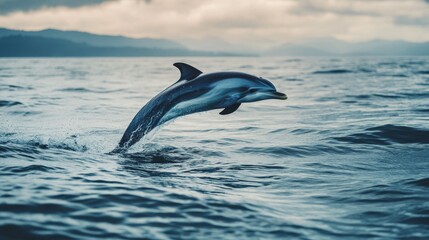 Fototapeta premium A dolphin gracefully leaps above the water's surface against a cloudy backdrop during the early morning hours in a serene ocean