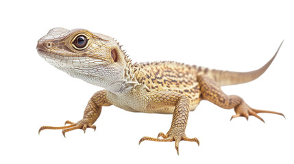 Obraz premium a rare foreign reptile in high detail, isolated on a pure, Exquisite rare reptile from abroad, Rare exotic reptile, Foreign reptile, Detailed depiction, on a transparent backgrounds