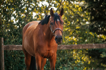 Obraz premium Bayrisches Warmblut