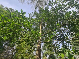 Fototapeta premium trees and sky in Berlin Rahnsdorf