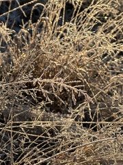 Winter frost grass in sunlight