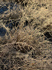 Winter frost grass in sunlight