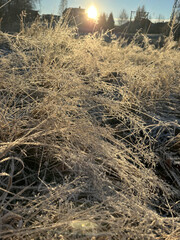 Winter frost grass in sunlight