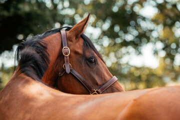 Bayrisches Warmblut