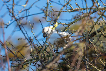 Photograph of a Sulphur Crested Cockatoo sitting in a tree in the Blue Mountains in New South Wales, Australia.