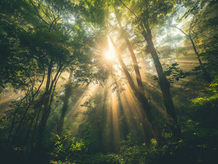 Obraz premium Sunlight beams with morning fog in the forest