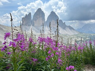 Tre Cime di Lavaredo in Summer With Flowers